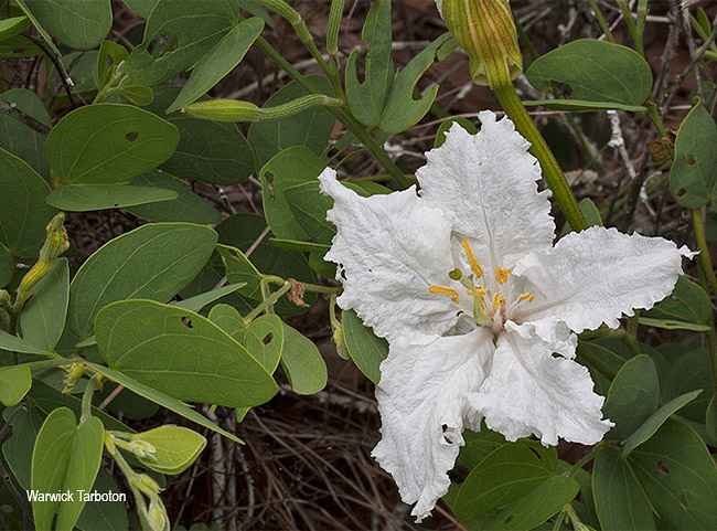 Bauhinia petersiana macrantha